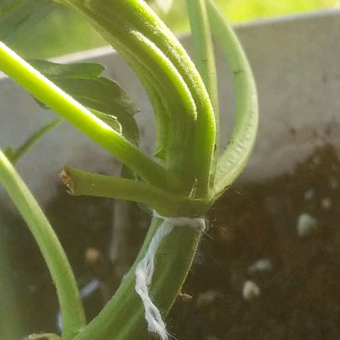 Round white pot 2 growlog photo: LST stem split during twist minor