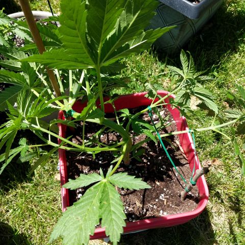 MILK BONE growlog timeline photo