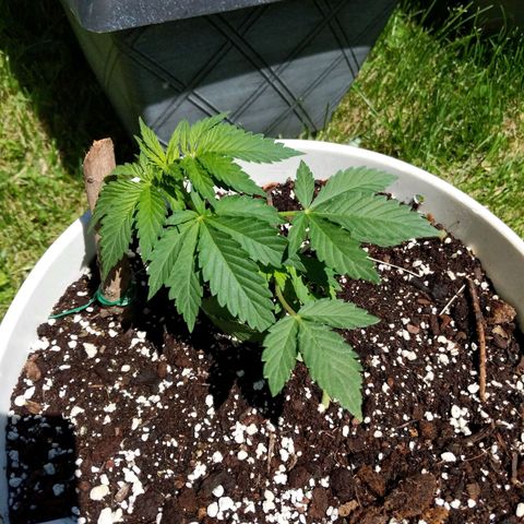 Gelato growlog timeline photo