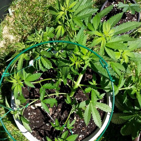 "March 3" growlog timeline photo