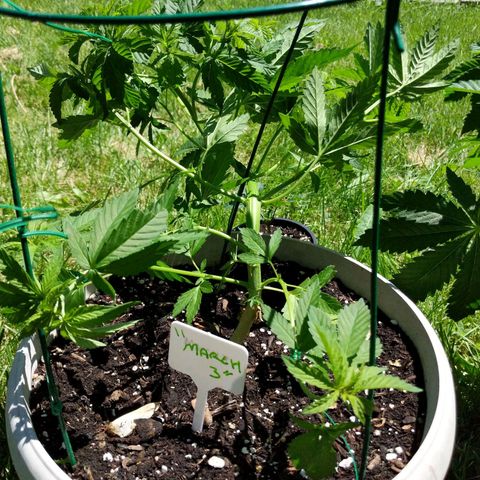 "March 3" growlog timeline photo