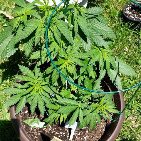 BROWN POT 1 growlog timeline photo