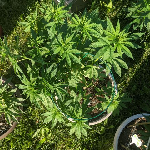 "March 3" growlog timeline photo