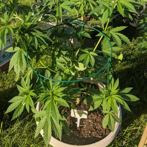 "March 3" growlog timeline photo