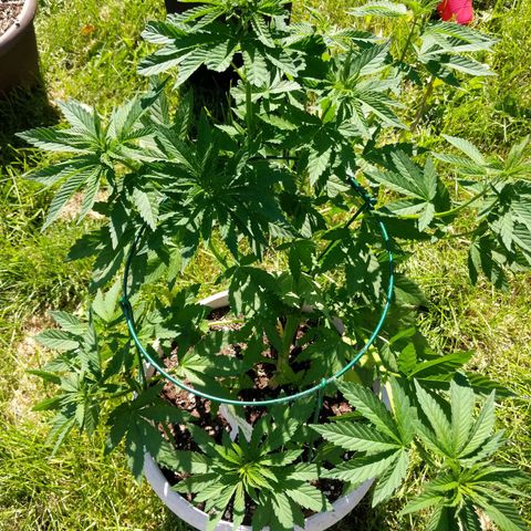 "March 3" growlog timeline photo