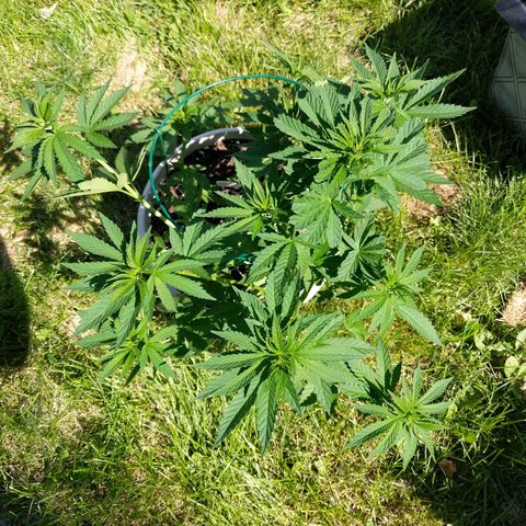 "March 3" growlog timeline photo