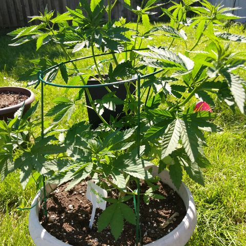 "March 3" growlog timeline photo