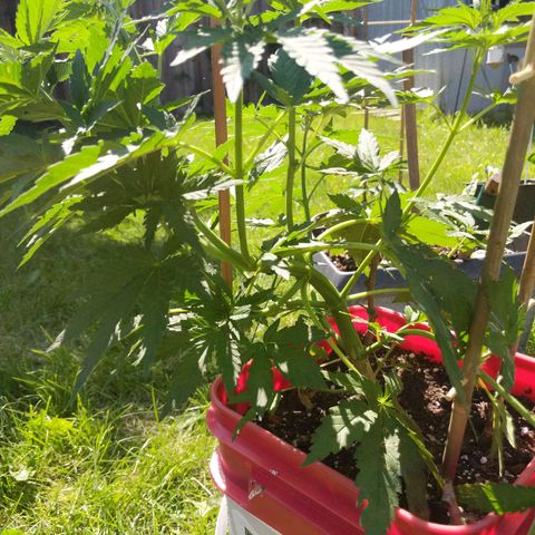 MILK BONE growlog timeline photo