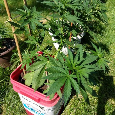 MILK BONE growlog timeline photo