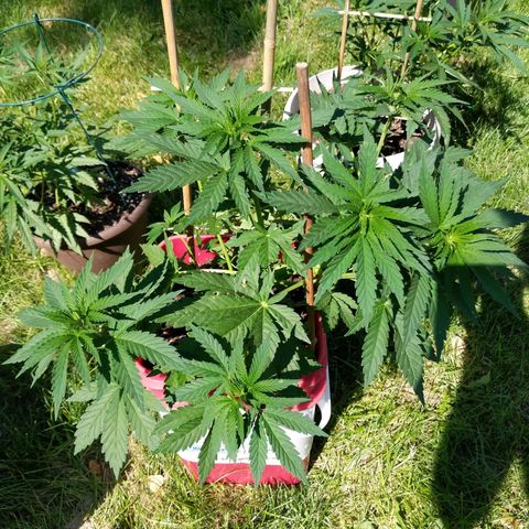MILK BONE growlog timeline photo
