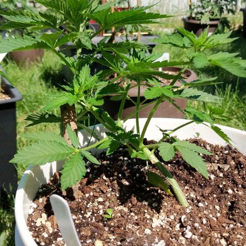Gelato growlog timeline photo
