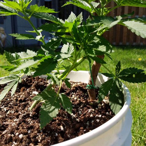 Gelato growlog timeline photo