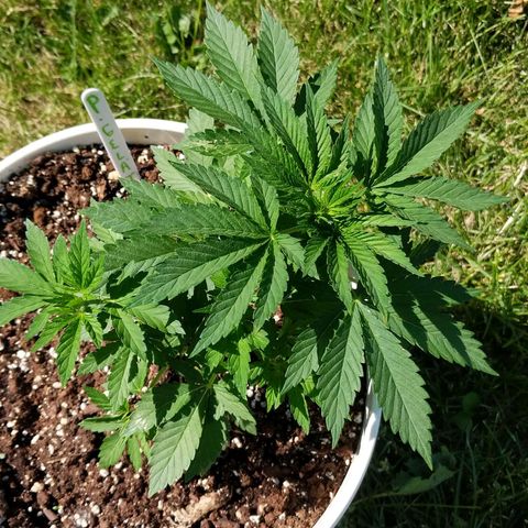 Gelato growlog timeline photo
