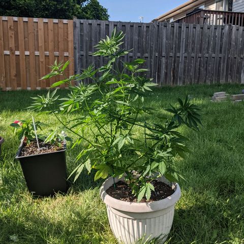 "March 3" growlog timeline photo