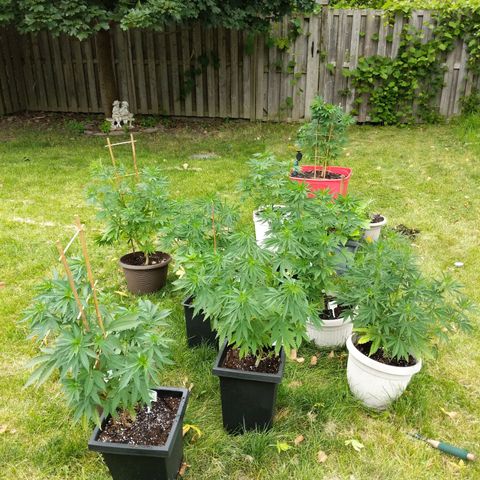 MILK BONE growlog timeline photo