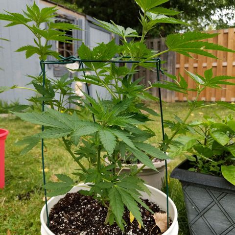 Gelato growlog timeline photo
