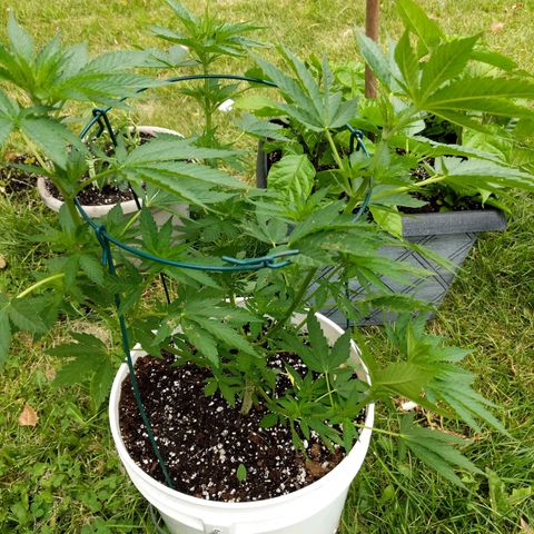 Gelato growlog timeline photo