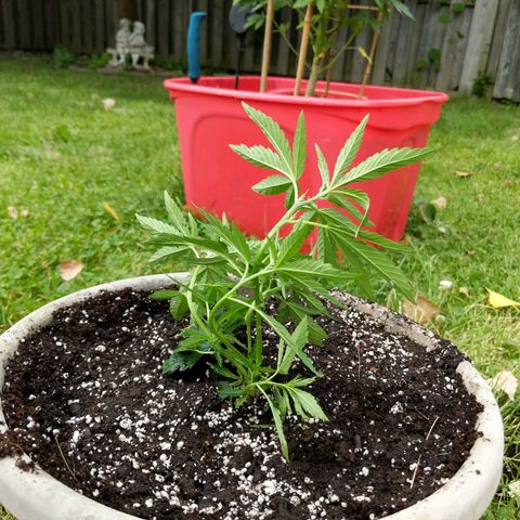 OG Skittles clone growlog timeline photo