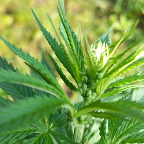 BROWN POT 1 growlog photo: Balls!!!!