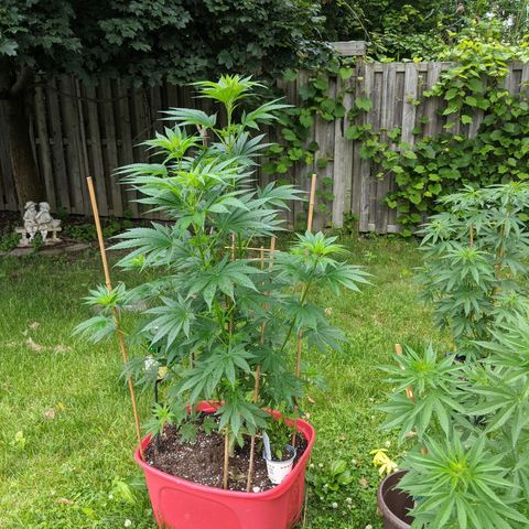 MILK BONE growlog timeline photo
