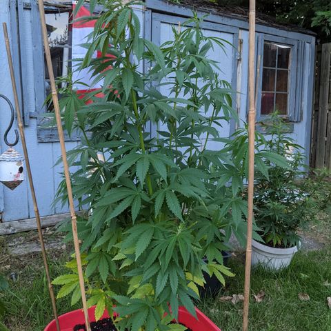 "March 3" growlog timeline photo
