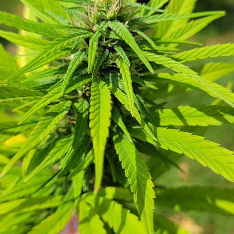Round white pot 2 growlog timeline photo