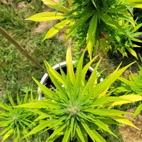 Round white pot 2 growlog timeline photo