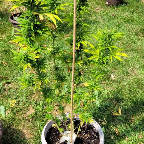 Round white pot 2 growlog timeline photo