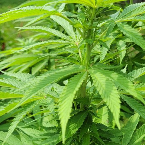 Gelato growlog photo: Still lots of vegetative growth