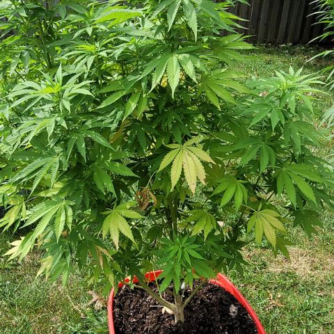 Gelato growlog photo: Still lots of vegetative growth