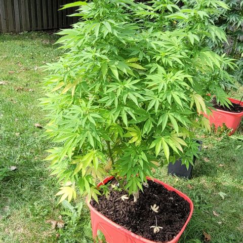 Gelato growlog photo: Still lots of vegetative growth