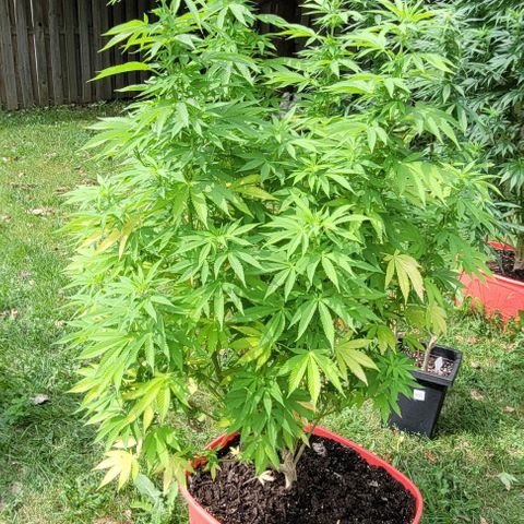 Gelato growlog timeline photo