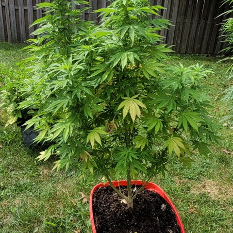 Gelato growlog timeline photo