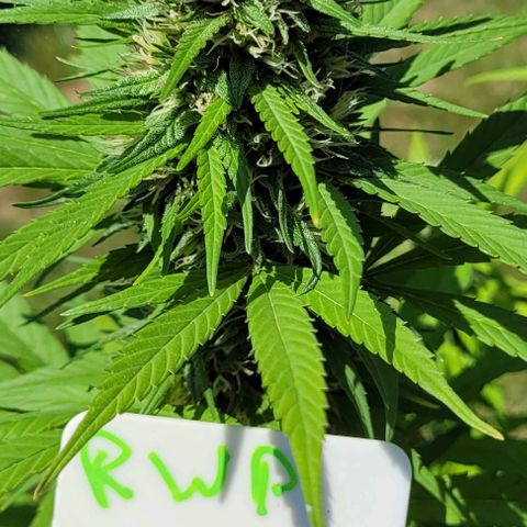 Round white pot 2 growlog timeline photo
