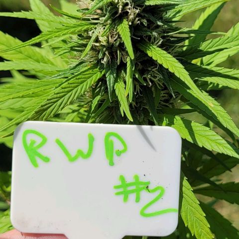 Round white pot 2 growlog timeline photo