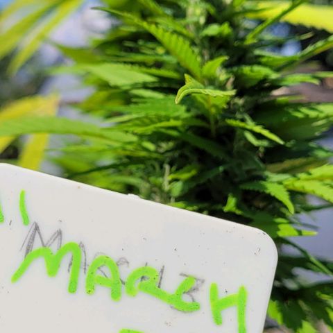 "March 3" growlog timeline photo