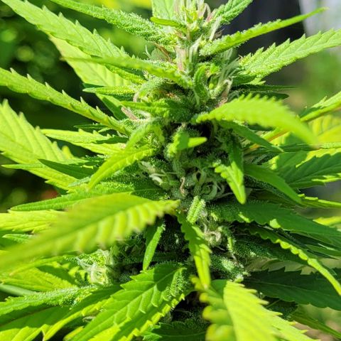 "March 3" growlog timeline photo