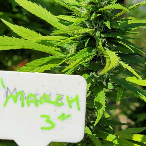 "March 3" growlog timeline photo