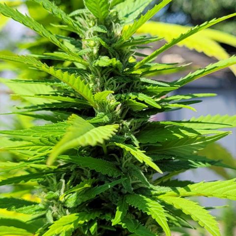 "March 3" growlog timeline photo