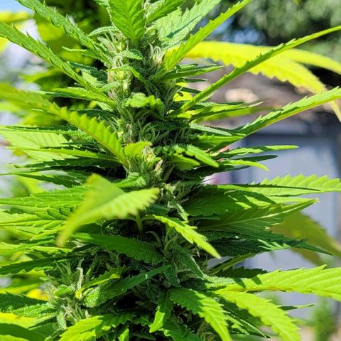 "March 3" growlog timeline photo