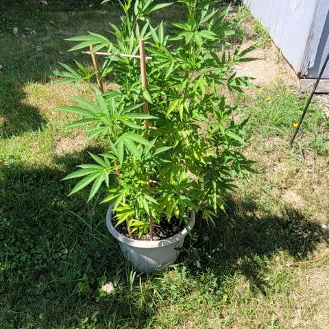 OG Skittles clone growlog timeline photo