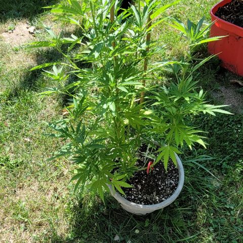 OG Skittles clone growlog timeline photo