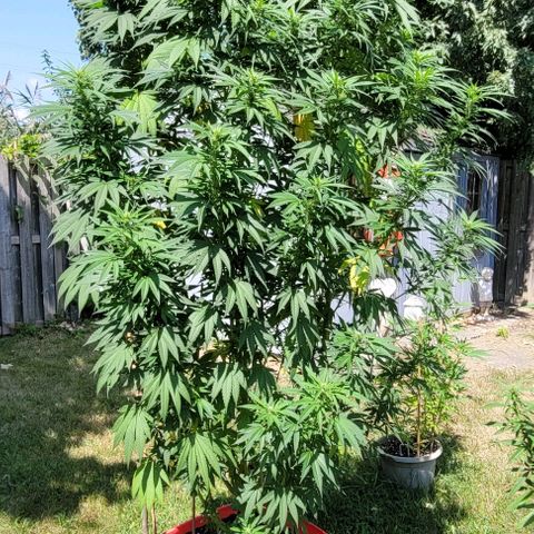 MILK BONE growlog timeline photo