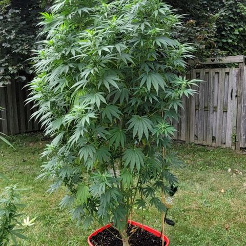 MILK BONE growlog timeline photo