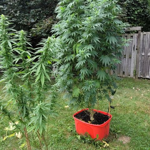 MILK BONE growlog timeline photo