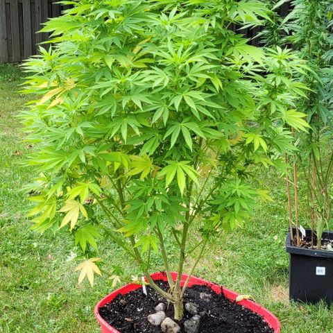 Gelato growlog timeline photo