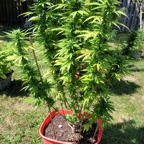 Gelato growlog timeline photo