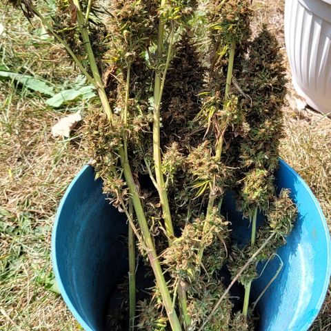 Round white pot 2 growlog timeline photo