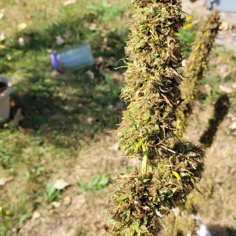Round white pot 2 growlog timeline photo