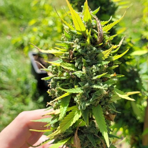 "March 3" growlog timeline photo
